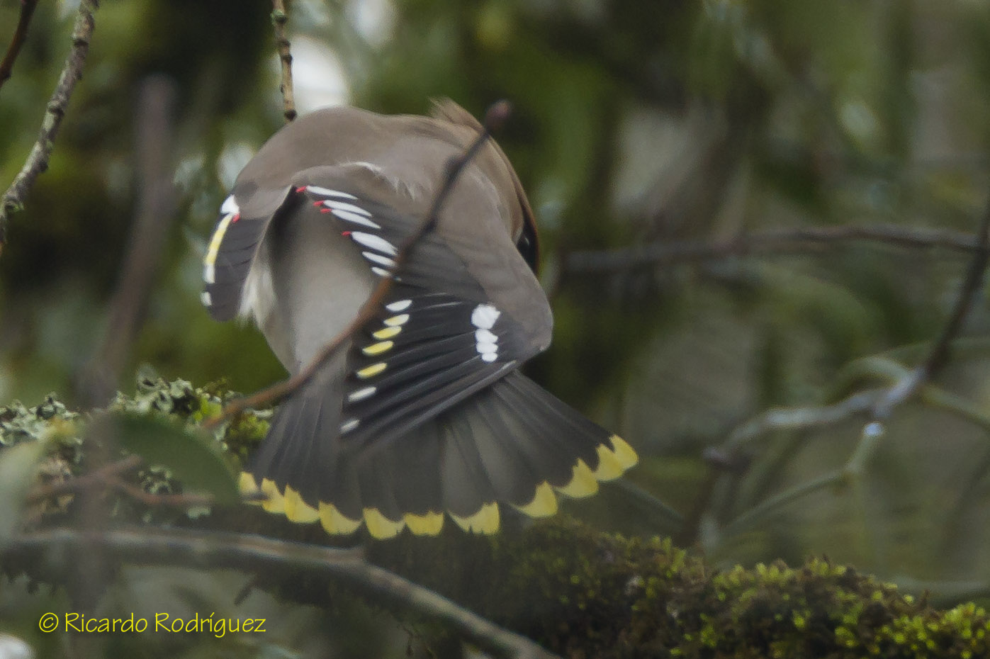 Aves Ricardo Rodriguez: Ampelis europeo (Bombycilla garrulus)
