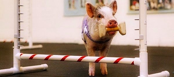 Cute Amy the smartest dog ever trained who actually is a cute little pig Watch this Pig named Amy who thinks she's a Dog via geniushowto.blogspot.com Cute Amy the smartest dog who actually is a cute little pig
