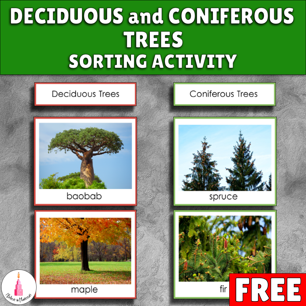 I Believe in Montessori Free Coniferous and Deciduous Trees Sorting