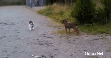 FUNNY CAT CHASING AWAY A CONFRONTING DOG