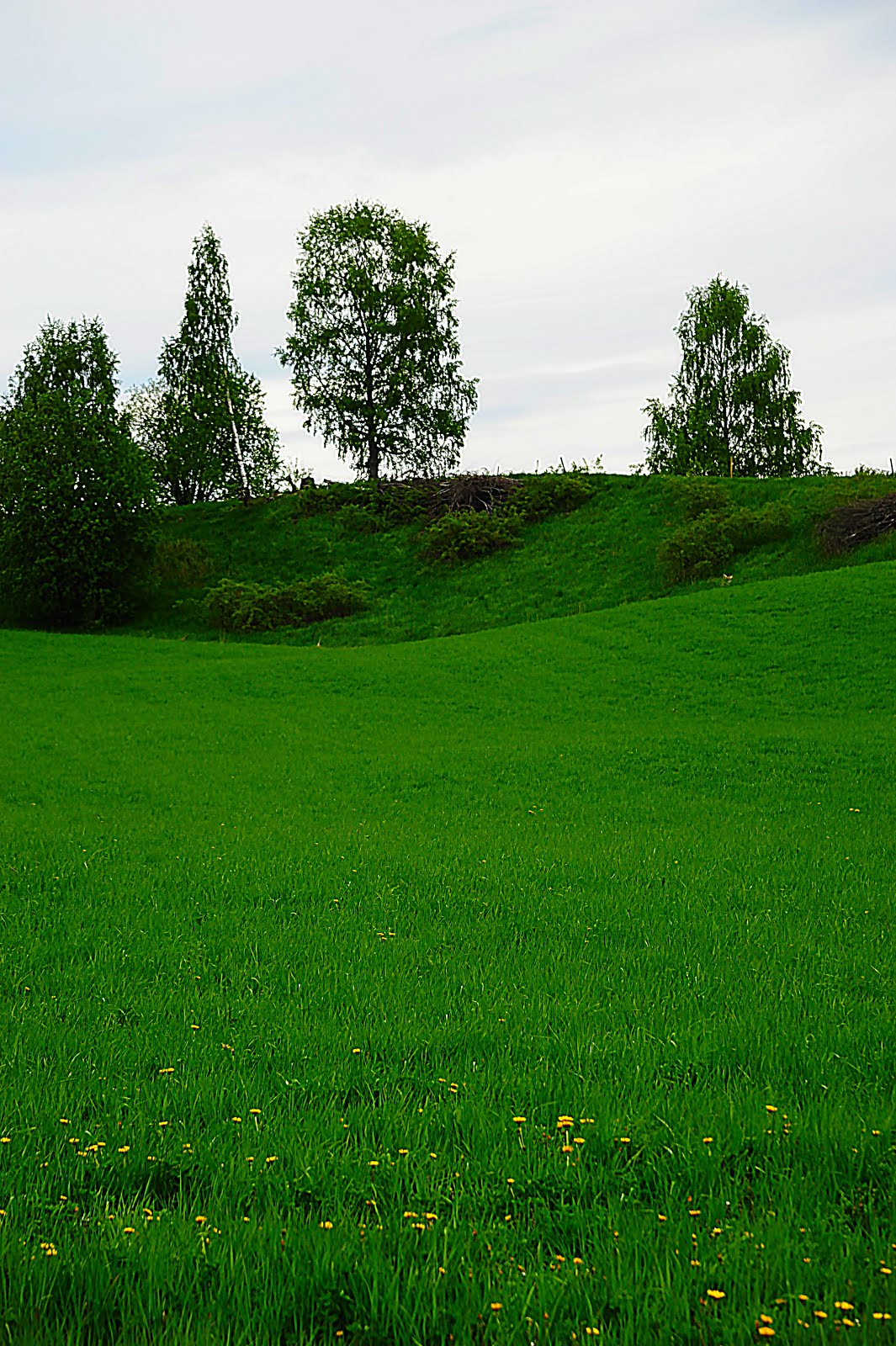 Green, green grass of....  - Lier!