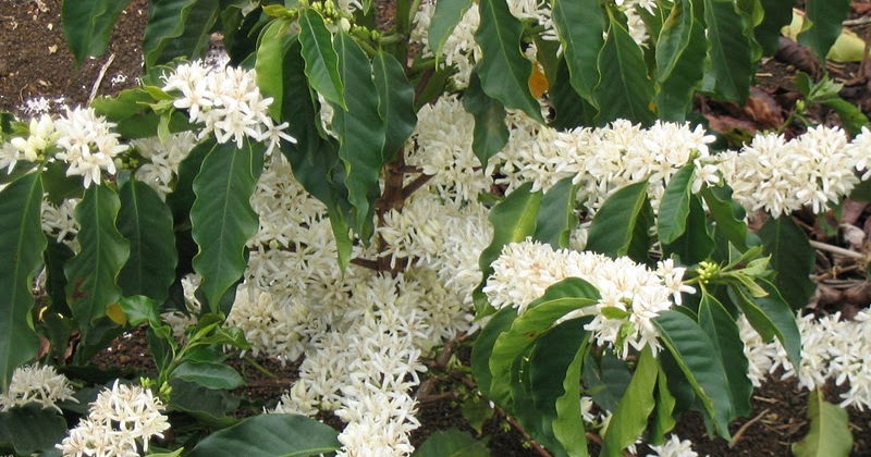 kahve kave kafe cafe KAHVE ÇİÇEĞİ