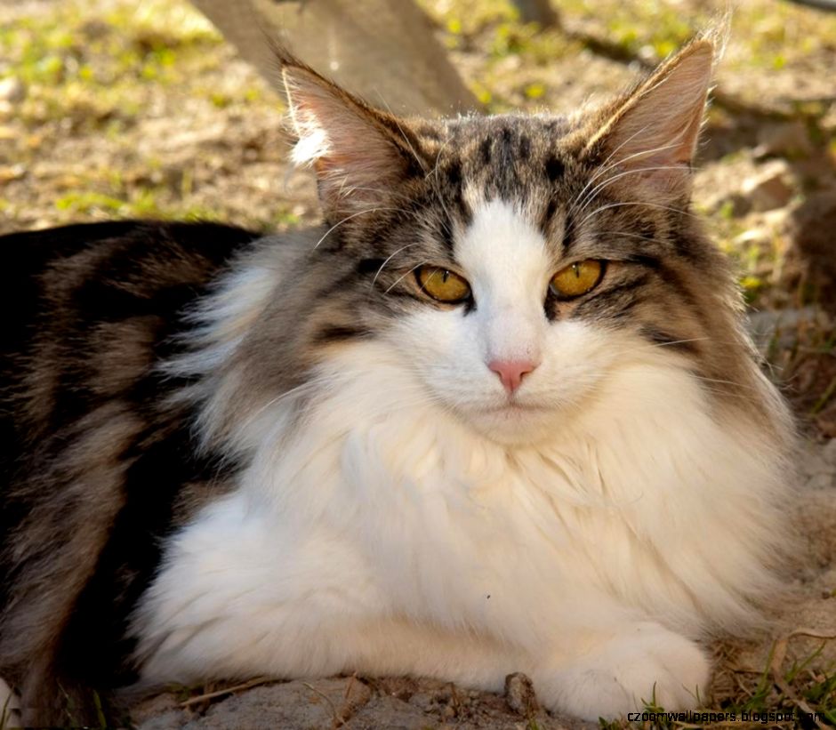 Beautiful Norwegian Forest Cat Background Image Hd Wallpapers Wide Beautiful Norwegian Forest Cat Background Image Hd Wallpapers Wide