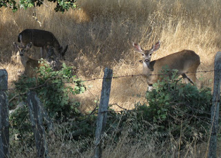 Three deer dining on oak leaves alongside Mt. Hamilton Road, San Jose, California