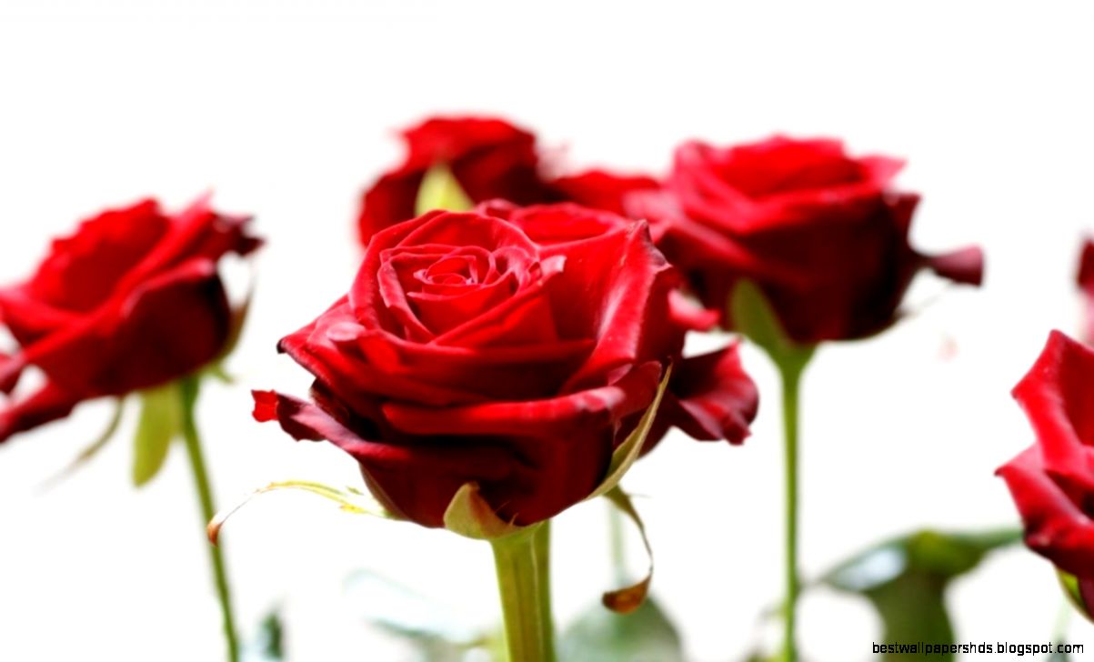 Lovely Desktop Mobile Wallpapers Flowers HD Wallpapers amp Backgrou Lovely Desktop Mobile Wallpapers Flowers HD Wallpapers amp Backgrou