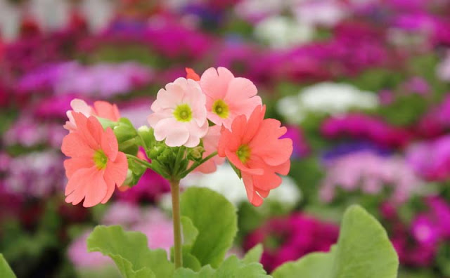 Poison Primrose Poison Primrose