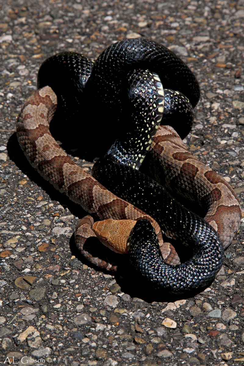 The Buckeye Botanist Copperhead vs Eastern Black Kingsnake!