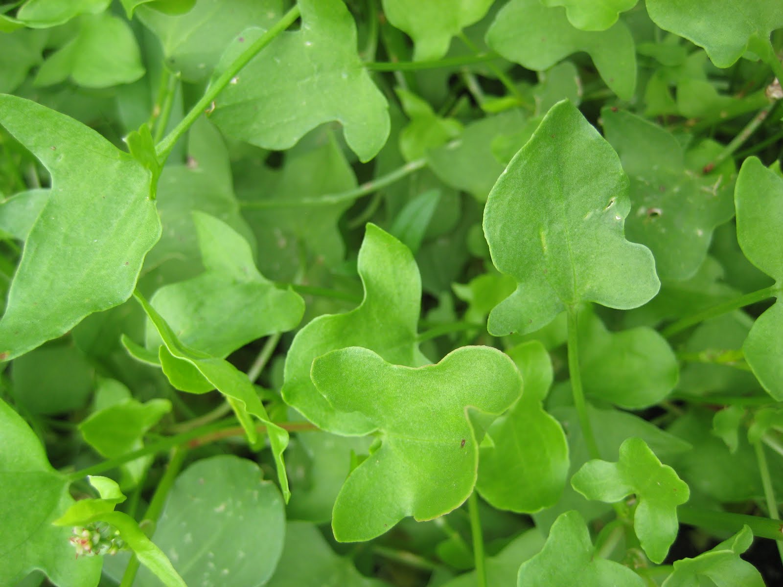 Garden Sorrel