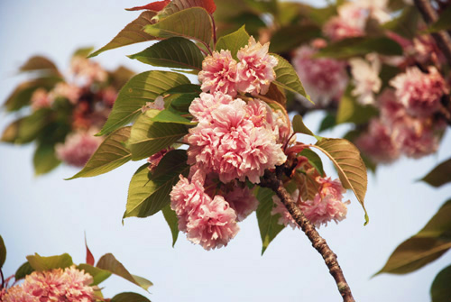 blossoms