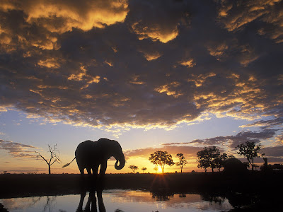 sky view and elephent