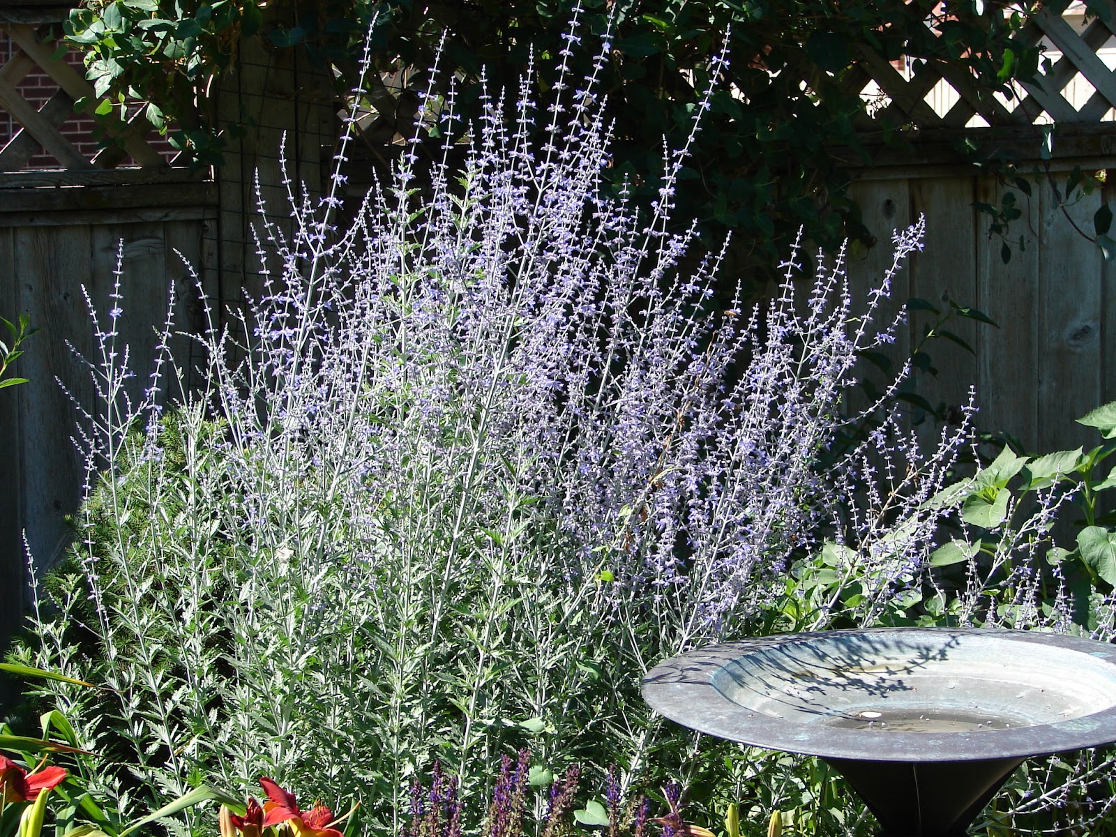 New Utah Gardener Russian Sage loves Utah!