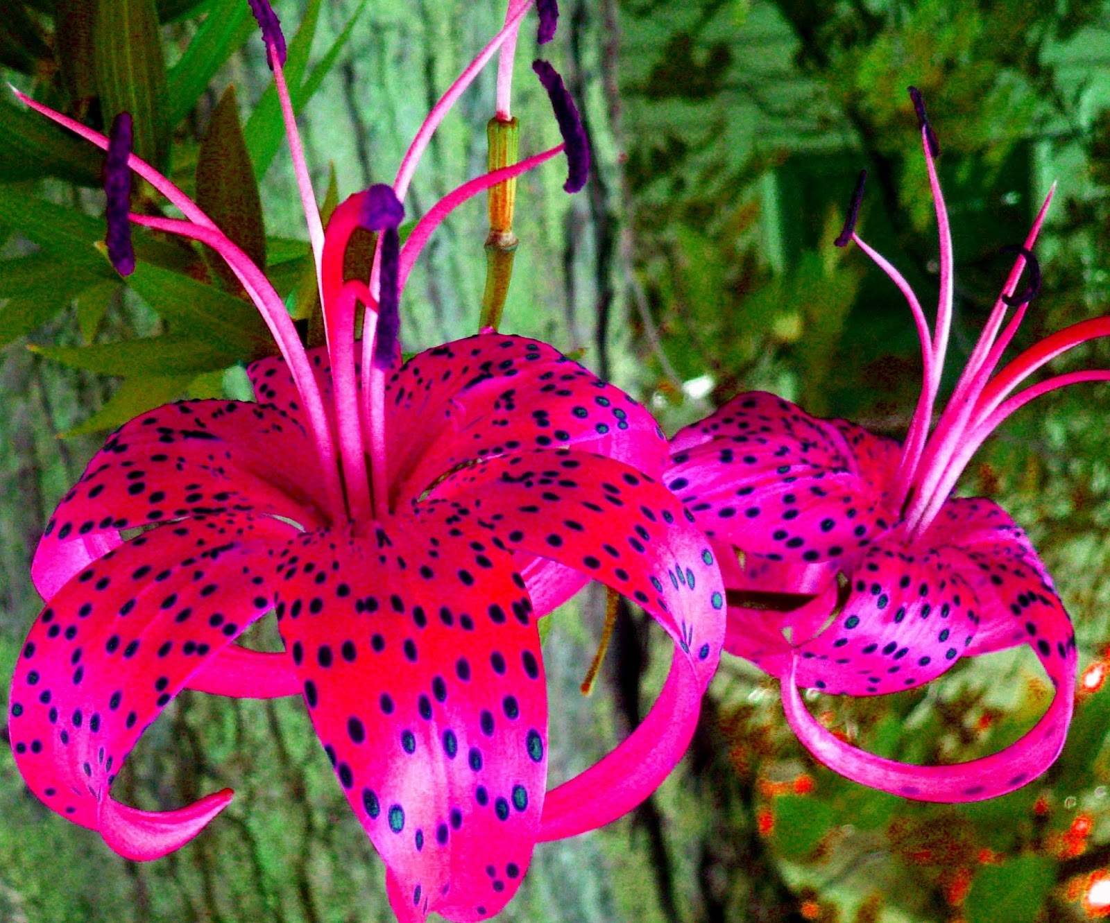 MarianneDowFoto Blog Art Photography by Marianne Dow Spotted More