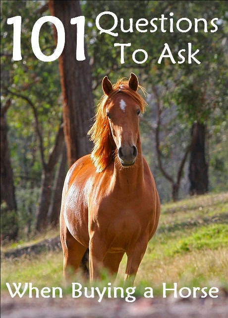 Questions to Ask When Buying a Horse by Savvy Horsewoman