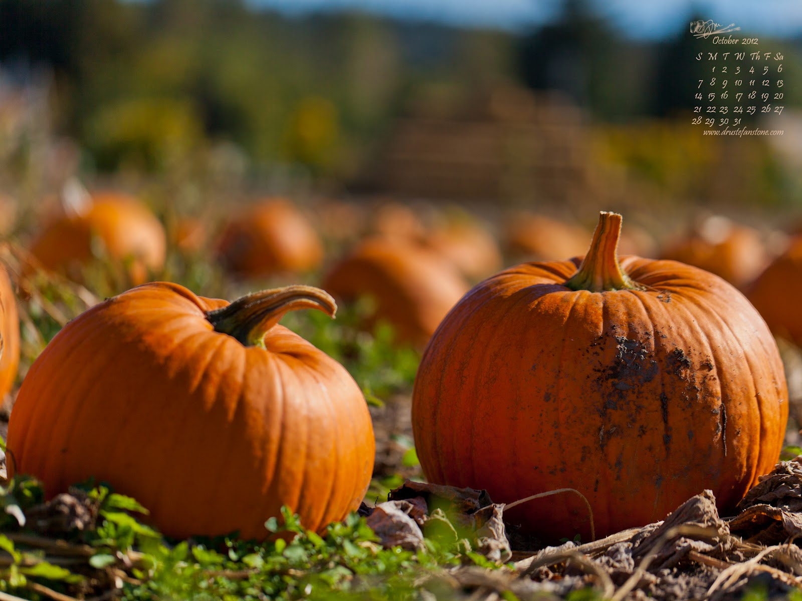 pumpkin iphone wallpaper dru stefan october 2012 pumpkin patch desktop pumpkin iphone wallpaper dru stefan october 2012 pumpkin patch desktop