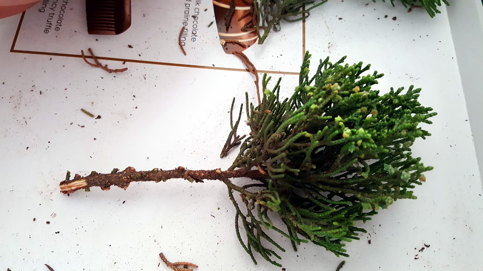 Bonsai Juniper Cuttings at Josephine Yamada blog