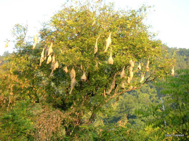 Weaver Bird Nests on a tree in Jim Corbett National Park