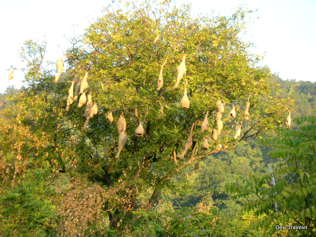 Weaver Bird Nests on a tree in Jim Corbett National Park 