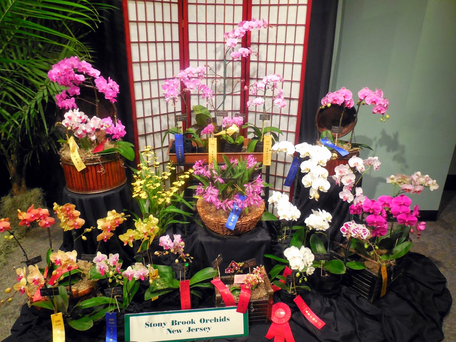 The College Gardener The SEPOS Orchid Show