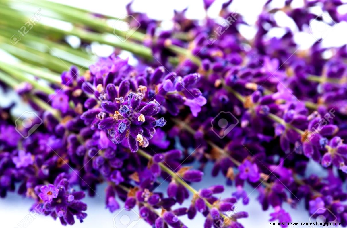 Lavender Flowers Isolated On A White Background Purple Summer Lavender Flowers Isolated On A White Background Purple Summer