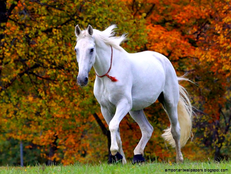 FunMozar – Photo Gallery Beautiful White Horses FunMozar – Photo Gallery Beautiful White Horses
