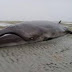 'Extinct' Whale Species Found Alive