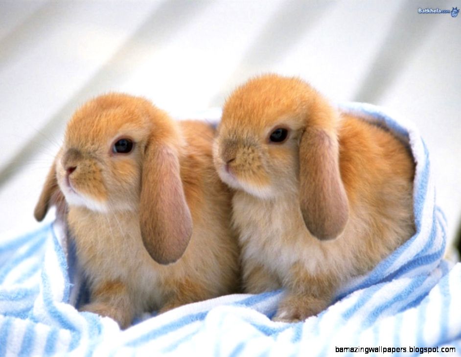 Cute baby bunnies Pics of cute baby bunnies Cute Baby Bunnies Cute baby bunnies Pics of cute baby bunnies Cute Baby Bunnies