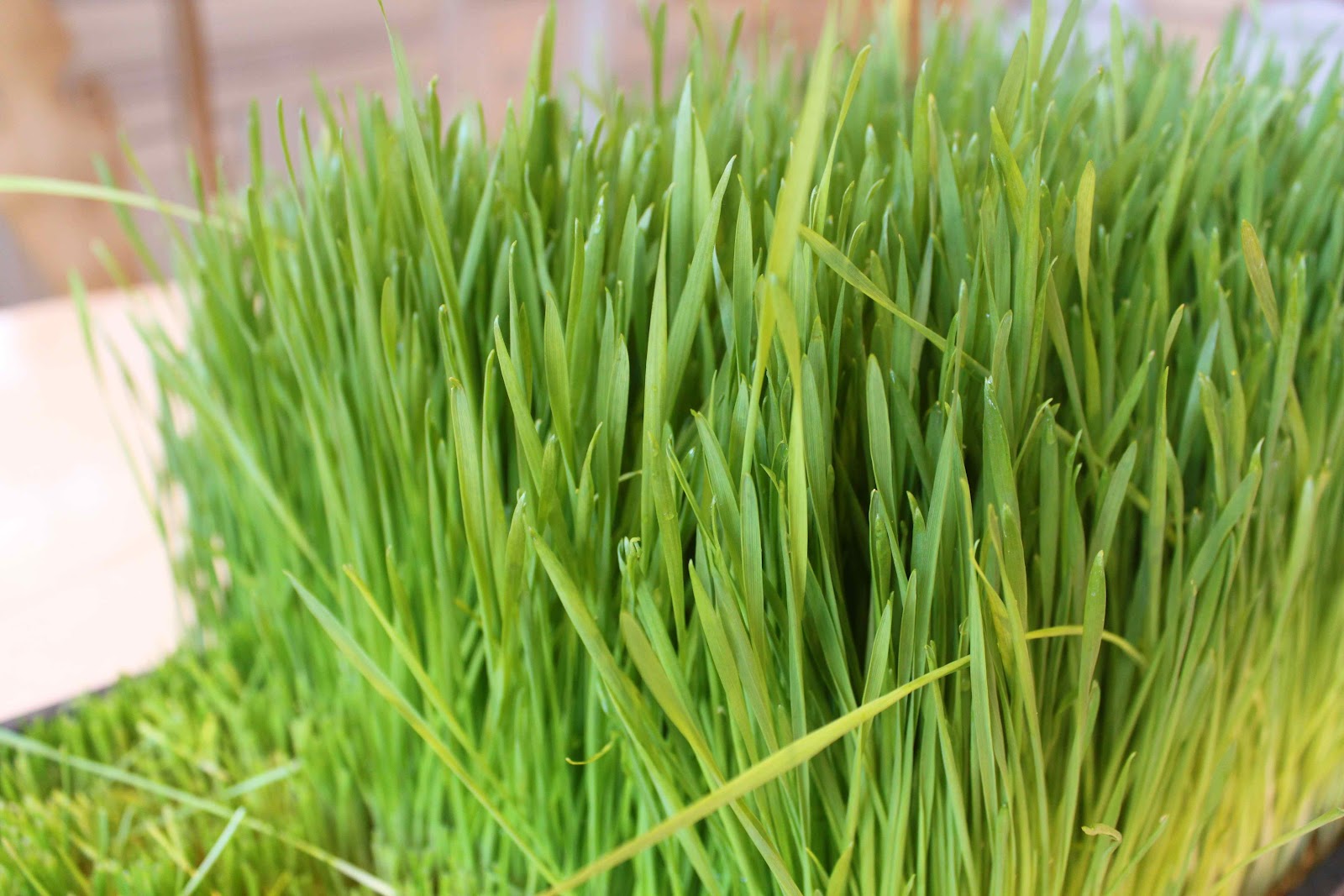 European Cutie ♥ shots! shots! shots! healthy wheatgrass shot ♥