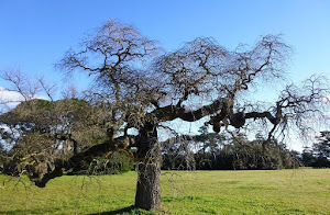 Arbres dans mes photographies