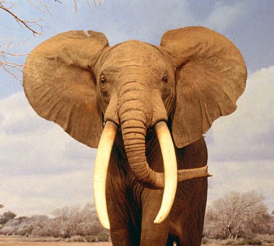 [Imagen: elefante-africano.jpg]