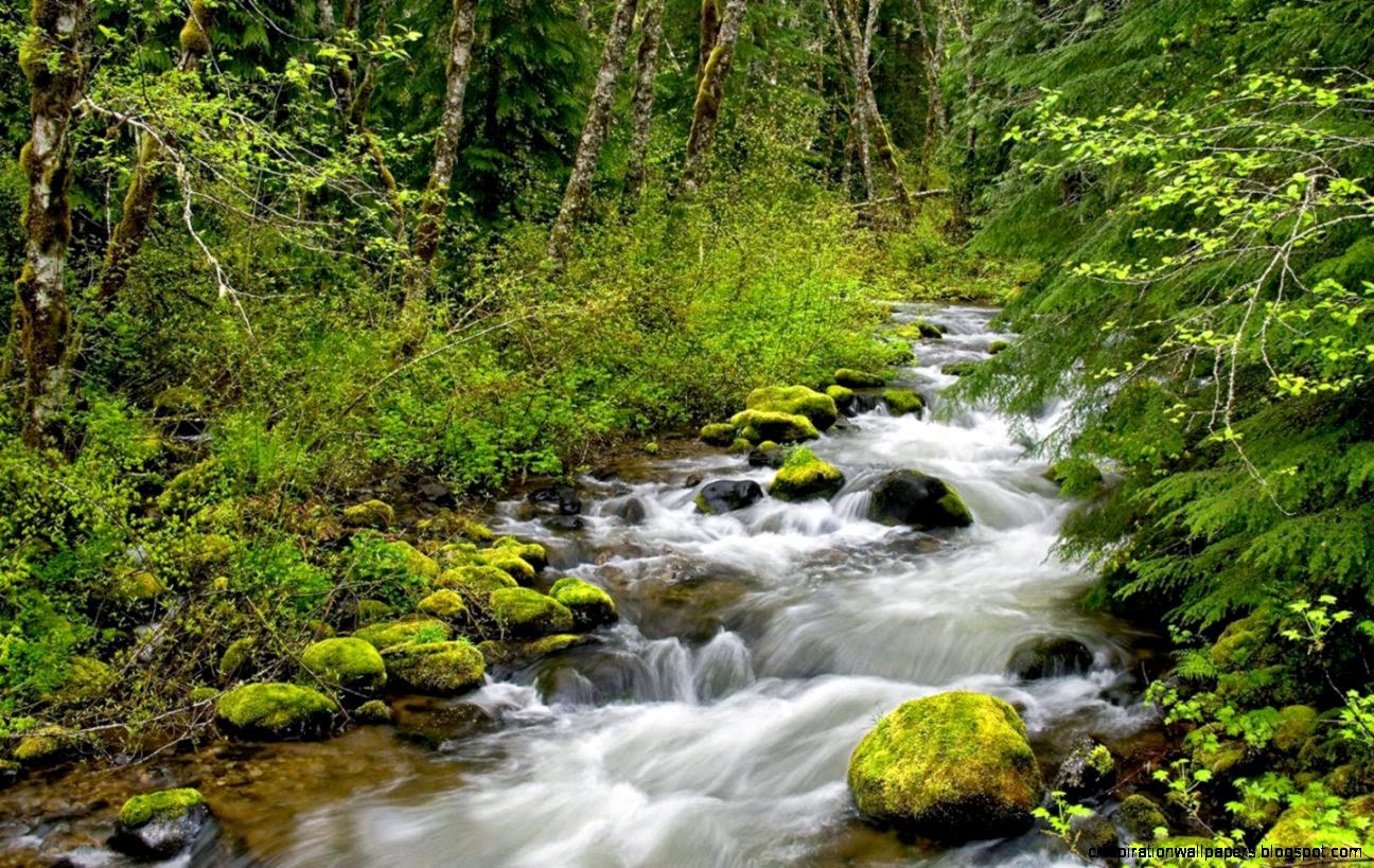 Forest wallpaper rivers nature Wallpapers free Forest wallpaper rivers nature Wallpapers free