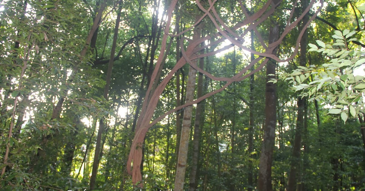 Singapore Plants Lover Liana Plants