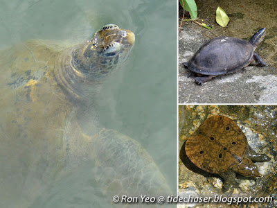 Turtles (order Testudines or Chelonii)
