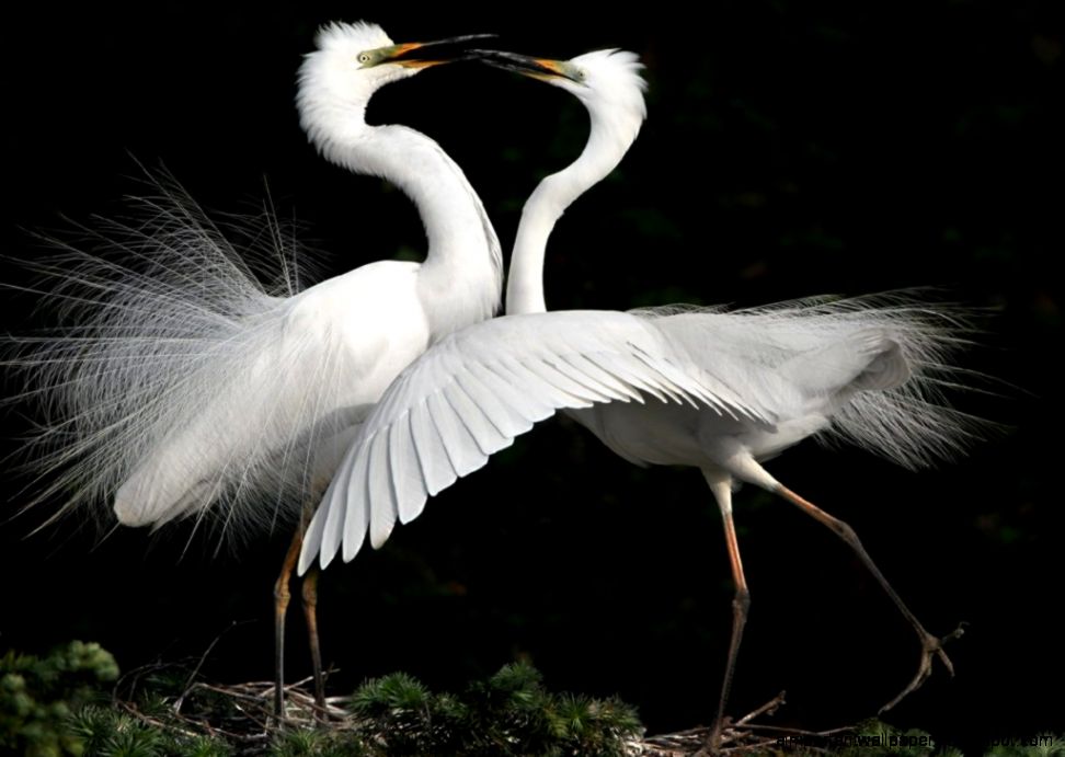 White Crane HD Wallpapers  Live HD Wallpaper HQ Pictures Images White Crane HD Wallpapers  Live HD Wallpaper HQ Pictures Images