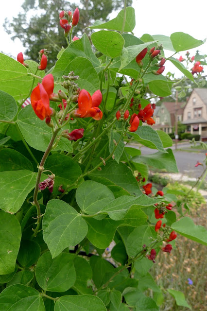Scarlet Emperor Pole Beans