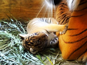 Malayan Tiger Cub