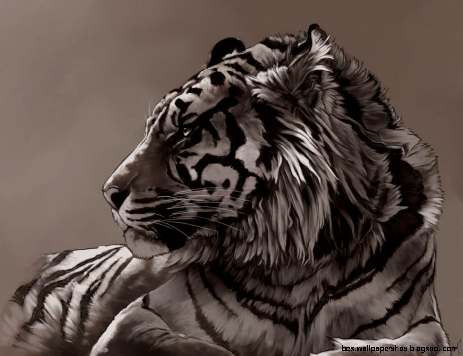 TiGer Tigers Fan Art 20577336 Fanpop TiGer Tigers Fan Art 20577336 Fanpop