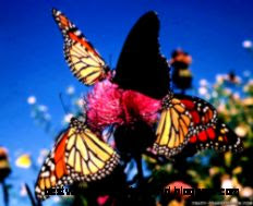 Monarch Butterfly Normal Wallpaper 1024x819 px Free Download Monarch Butterfly Normal Wallpaper 1024x819 px Free Download