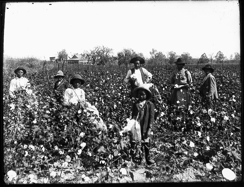 unidentified-workers-in-cotton-field.jpg