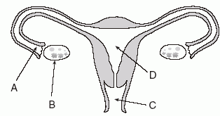 School of the Future 11th Grade Biology: HW - 5/29/13