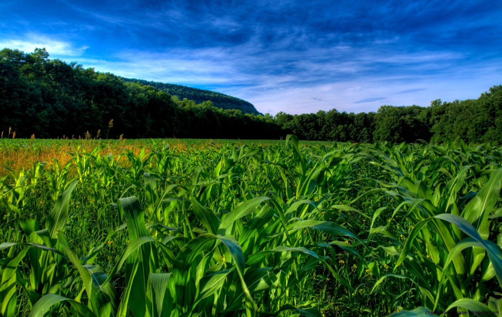 Corn Field Corn Field