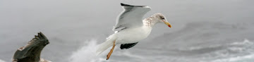 Lesser Black-backed Gull