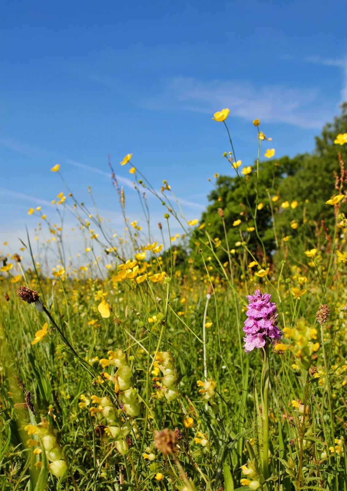 http://wildlifetrusts.org