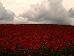 CAMPOS LLENOS DE FLORES NOS ACOMPAÑAN