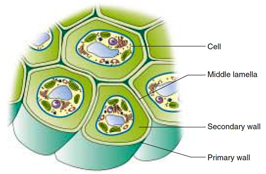 Struktur Sel Tumbuhan ~ FORESTER UNTAD BLOG