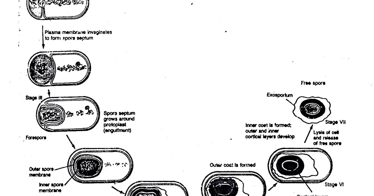 biologi ku: schizophyta