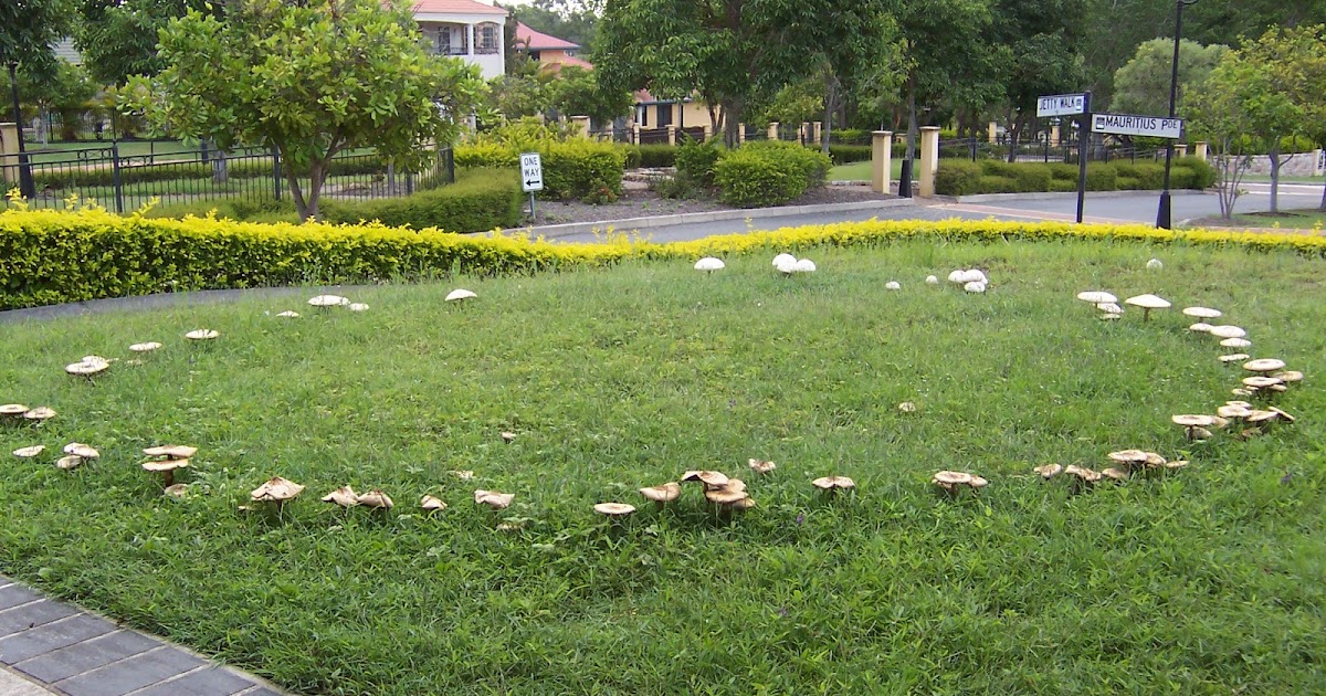 Irish History Fairy Rings