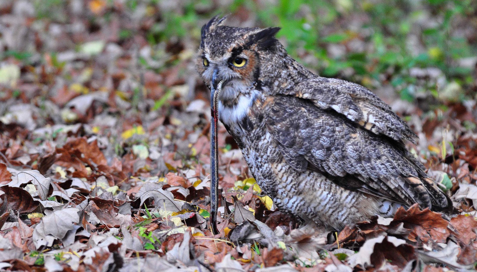 Nikon Sniper Great Horned Owl Pounces On A Snake