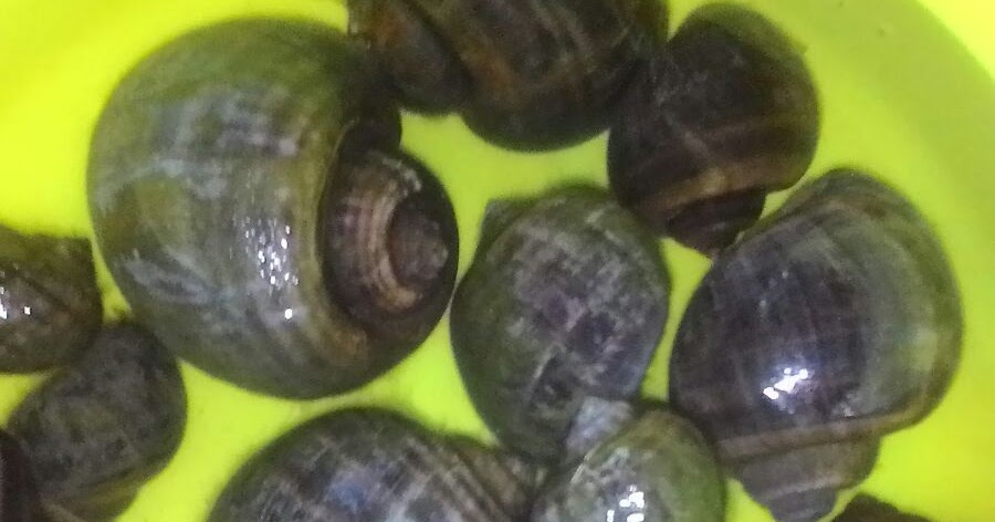 Xyrus Zone Siput Gondang