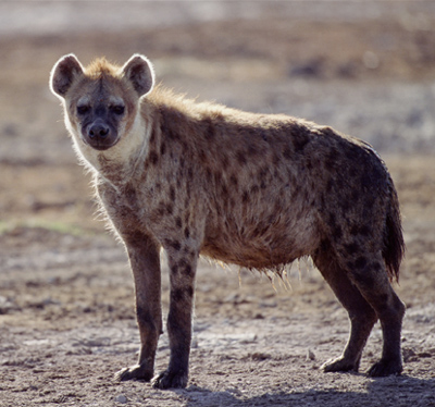 The Life of Animals: Hyena