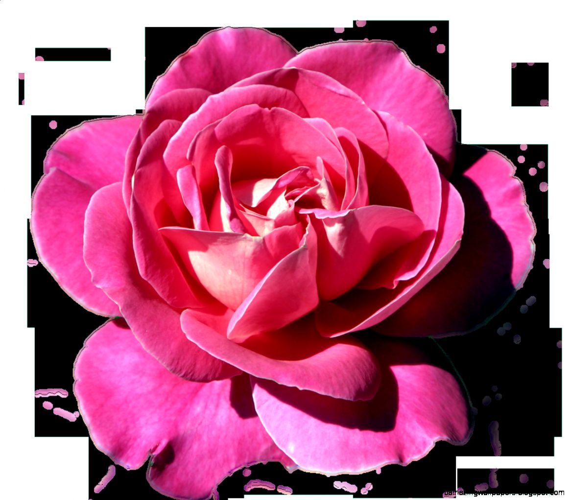 PinkRoseClipartm1358636400 PinkRoseClipartm1358636400